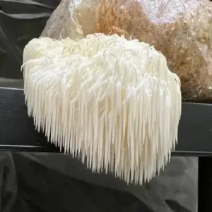 lions mane